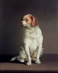 Portrait of a King Charles Spaniel